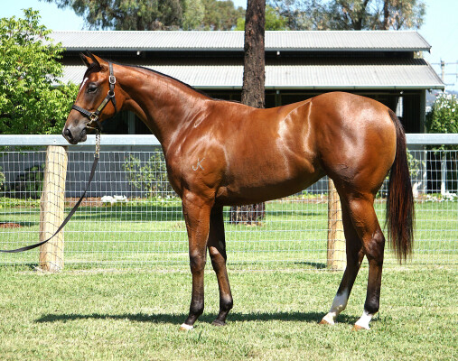 Lot 460: Profiteer / Mrs Vanderbilt