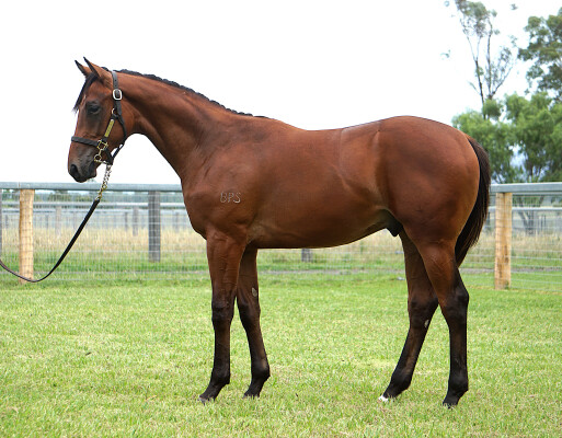Lot 490: Pride of Dubai / Oh Barbie