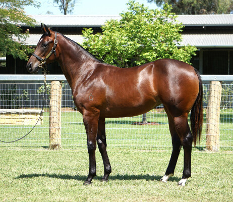 Lot 802: Hellbent / Zouriana