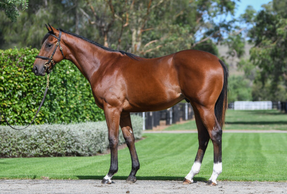 Lot 178: Home Affairs / Dublin Diva (NZ)