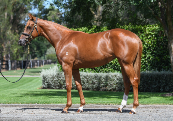 Lot 220: St Mark's Basilica (FR) / Fiorentina