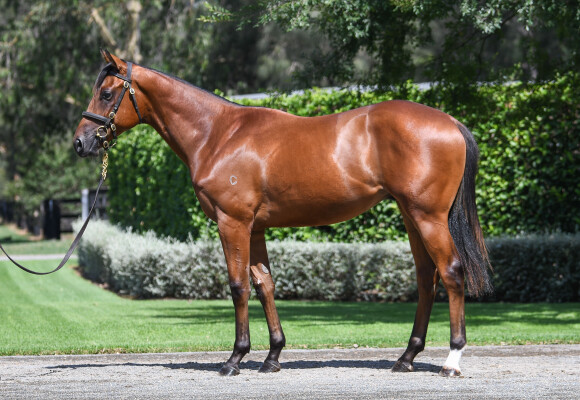 Lot 252: Wootton Bassett (GB) / Glengowan (IRE)