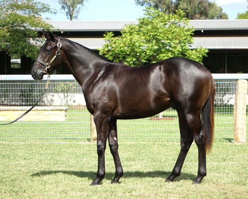 Lot 69: Harry Angel (IRE) / Blevio