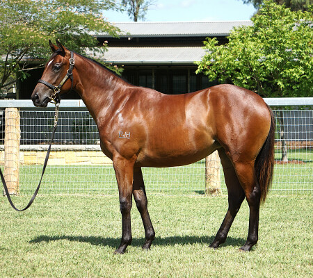 Lot 187: Shamus Award / Elwaaryaa (GB)