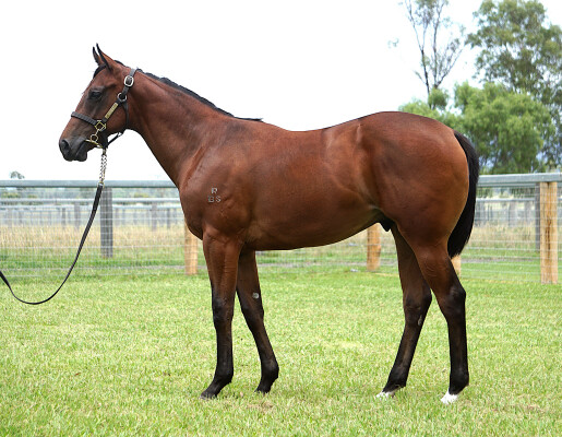 Lot 299: Brutal (NZ) / Hot Streak