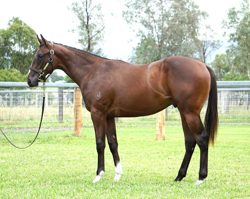 Lot 654: Maurice (JPN) / Smooth Landing