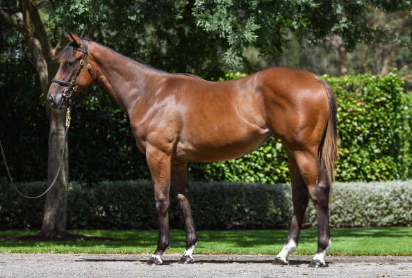 Lot 474: Home Affairs / Nechita