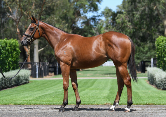 Lot 511: Home Affairs / Peaceful Sea