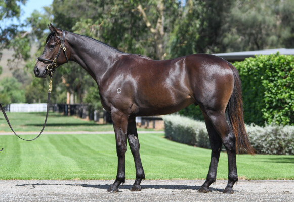 Lot 608: So You Think (NZ) / Sassysav (NZ)