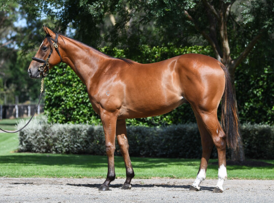 Lot 673: Home Affairs / Spina Rosa