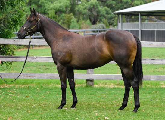 Lot 699: Harry Angel (IRE) / Sun Valley