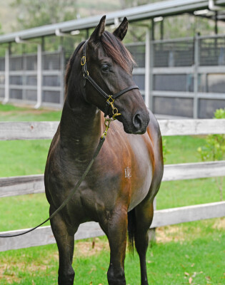 Lot 699: Harry Angel (IRE) / Sun Valley