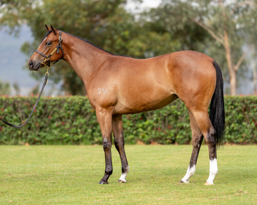 Lot 68: Russian Revolution / Blanco Cara (NZ)