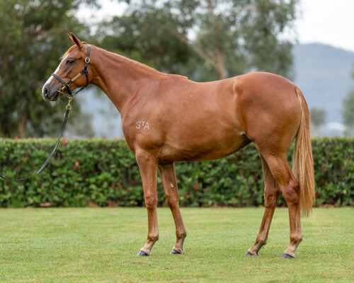 Lot 102: Trapeze Artist / Catchulata