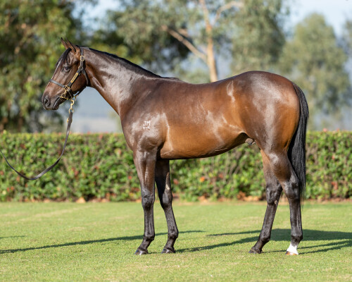 Lot 77: Pinatubo (IRE) / Brave Lass (USA)