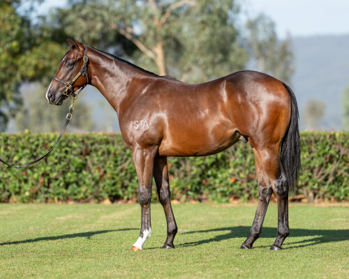 Lot 209: Pinatubo (IRE) / Famish