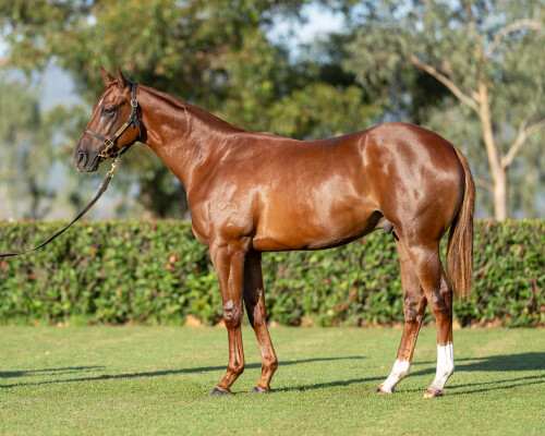 Lot 242: Harry Angel (IRE) / Gasolier