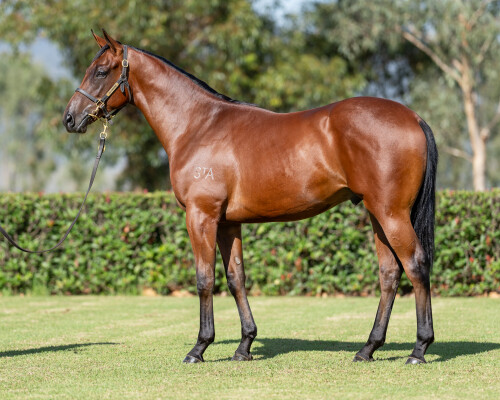 Lot 257: Exceedance / Golden Elixr