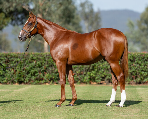 Lot 296: Tiger of Malay / Hold for Ransom