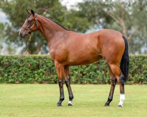 Lot 328: The Autumn Sun / Invincible Fille
