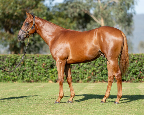 Lot 347: Stay Inside / Kansino