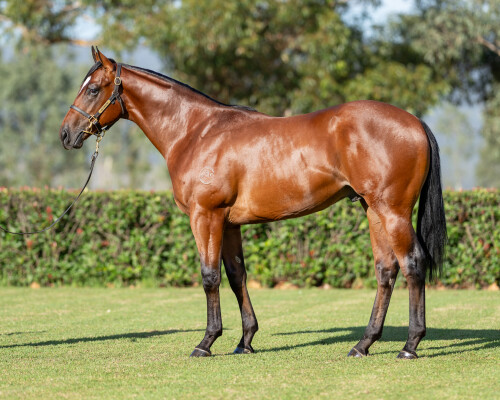 Lot 365: Captivant / Lamplady