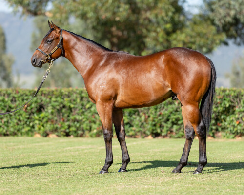 Lot 383: Acrobat / Little Joanna