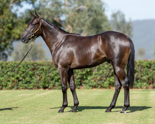 Lot 450: North Pacific / More Sassy