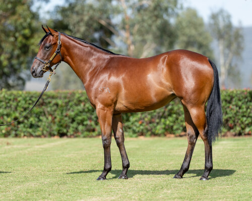 Lot 566: Stay Inside / Rare Gem (NZ)