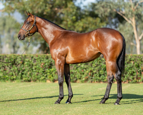 Lot 591: Wild Ruler / Rosadiblu