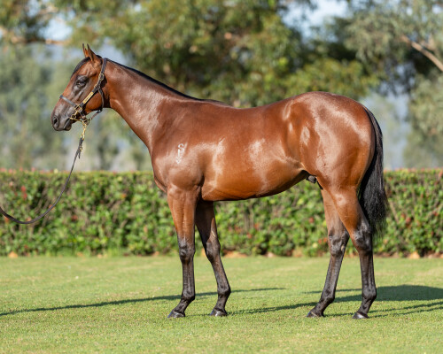 Lot 618: Nicconi / Secret Success