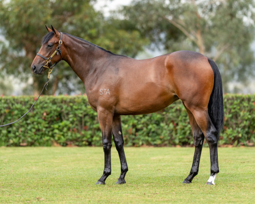 Lot 625: Farnan / Shady Hustle