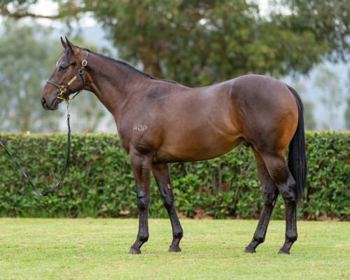 Lot 686: Pinatubo (IRE) / Starry