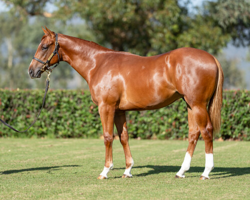 Lot 687: Bivouac / Status Quo