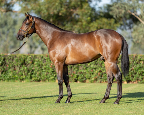 Lot 726: Russian Revolution / Tiempe Passate