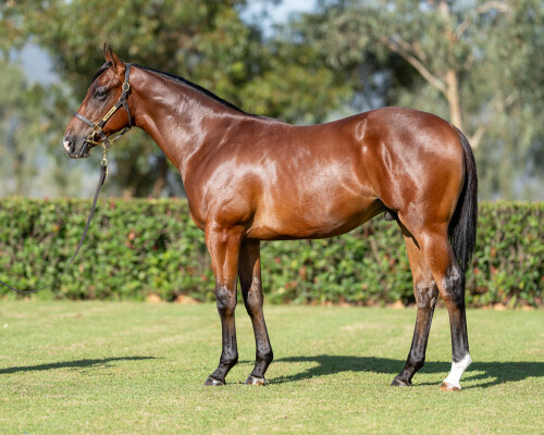 Lot 750: Harry Angel (IRE) / Valencay