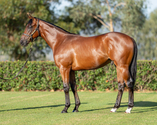 Lot 760: Capitalist / Vintage Harvest