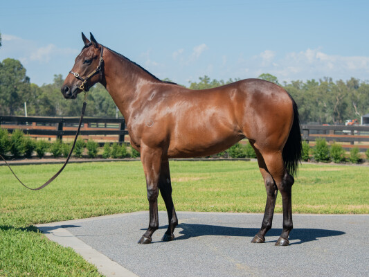 Lot 575: Tagaloa / Redoute's Image