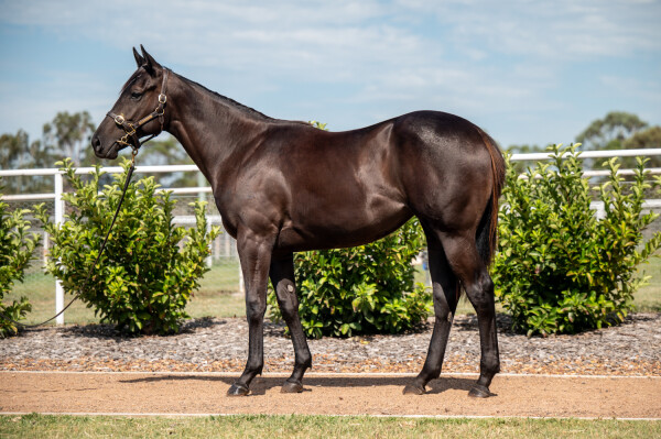 Lot 5: Brutal (NZ) / Actuarial