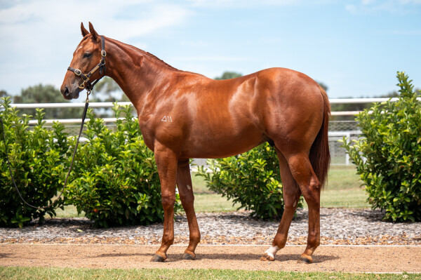 Lot 240: All Too Hard / Front Money