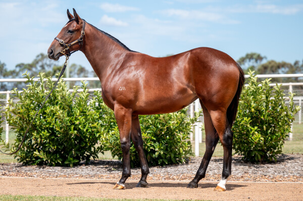 Lot 576: Cosmic Force / Reeh