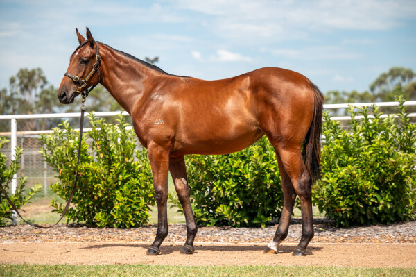 Lot 580: All Too Hard / Renascent