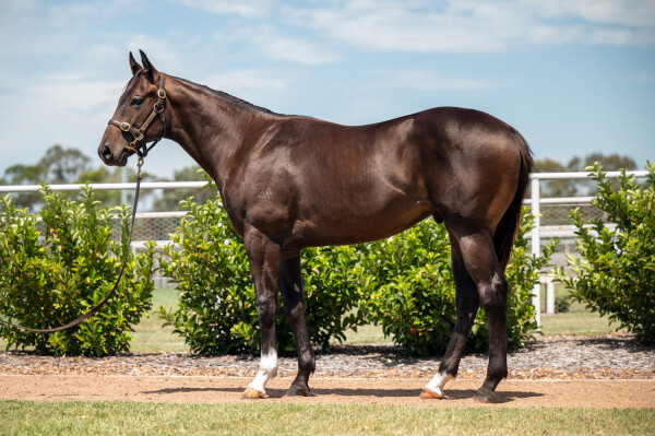 Lot 727: Spirit of Boom / Tikal