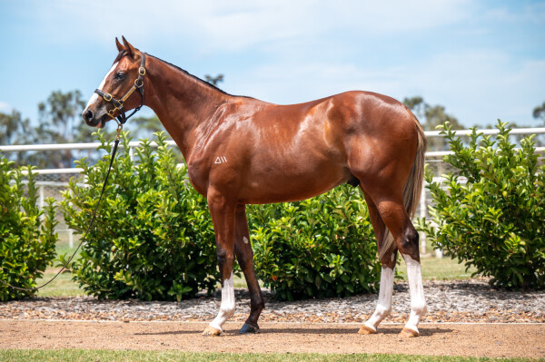 Lot 742: Churchill (IRE) / Tsarina