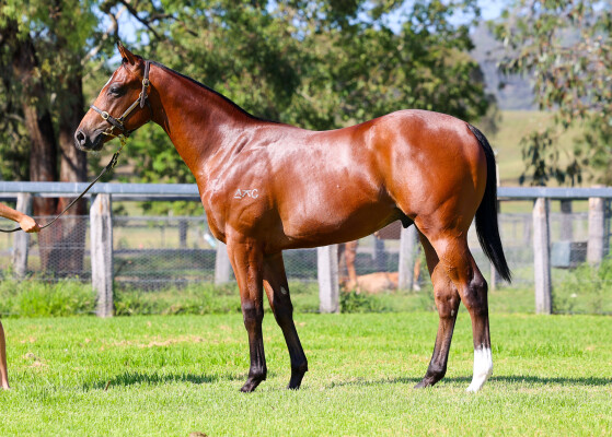 Lot 151: Acrobat / Delarouze