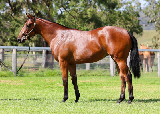 Lot 213: Brave Smash (JPN) / Faster by Design