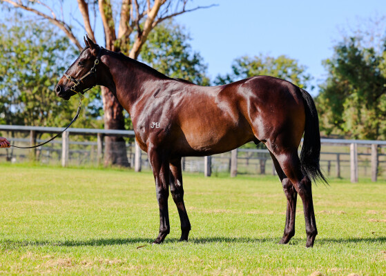 Lot 521: Cosmic Force / Piccaninny Lane