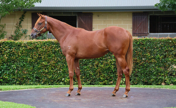 Lot 234: Bivouac / Forte