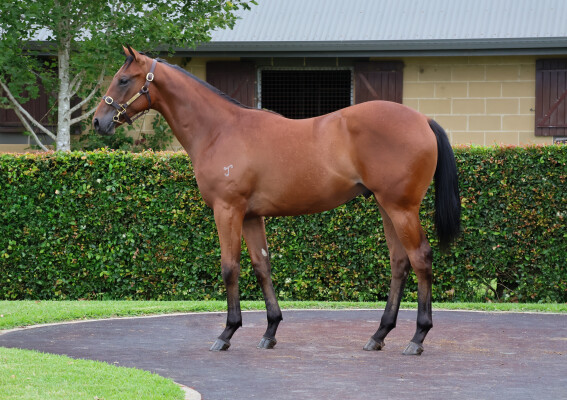 Lot 322: Yes Yes Yes / Indigenous