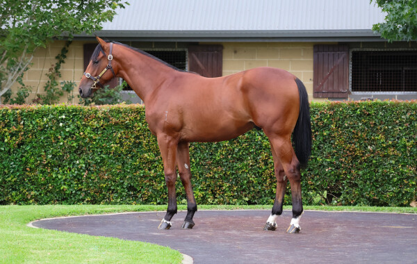 Lot 510: Home Affairs / Peace of Mind